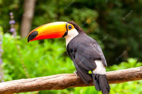 Premium Photo | Toco toucan (ramphastos toco), beautiful common toucan in brazil