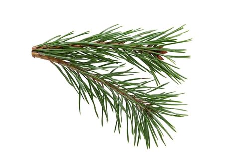 Premium Photo Green Natural Pine Branch Isolated On White Background