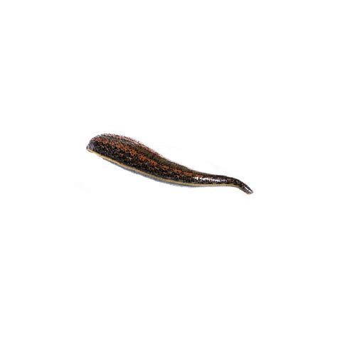 Southern Medicinal Leeches – Hirudo Verbana – Size S – Orderleeches.eu