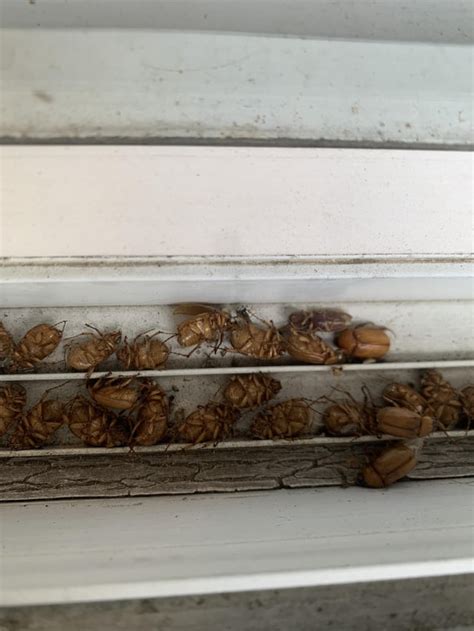 I Keep Finding These Dead Bugs Outside Our Window Sill I Cleaned It