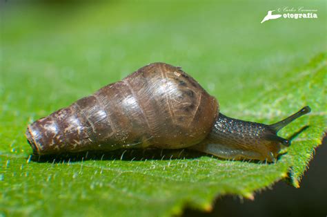 Caracol Degollado Rumina Decollata EcoRegistros