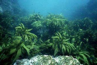 Ocean Biome - Plant Life in the Ocean