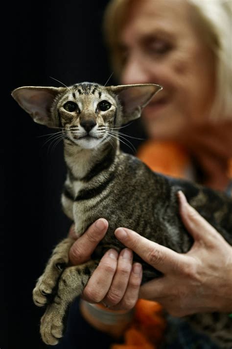 Conheça os gatos mais bonitos do mundo