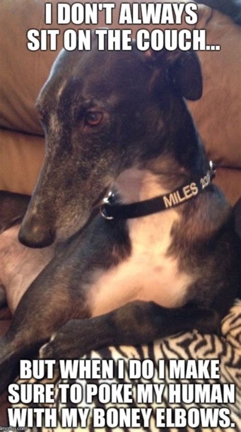 75 Best Greyhound Memes And Funny Greyhound Pics Images On Pinterest