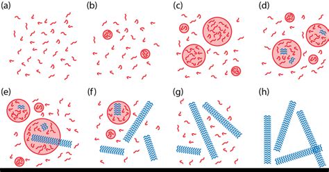 step nucleation  peptide assembly peptide assembly mechanism