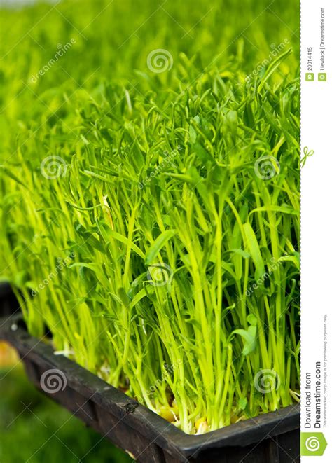 Seedling germination stock image. Image of grass, grow - 29914415