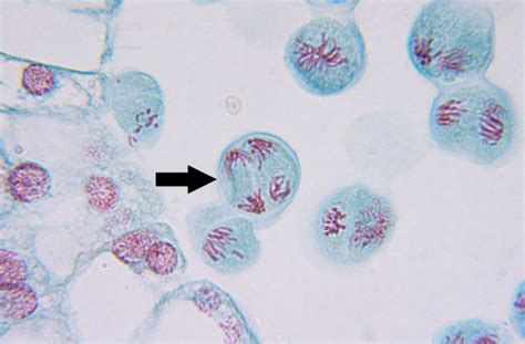 Meiosis