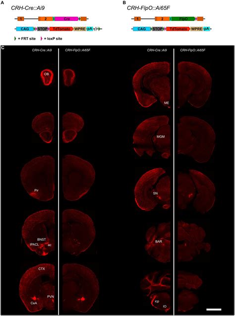 Frontiers Differential CRH Expression Level Determines Efficiency Of