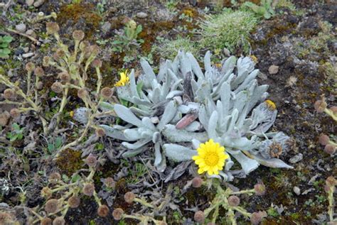 Variety Senecio Schultzii Lanatus Inaturalist