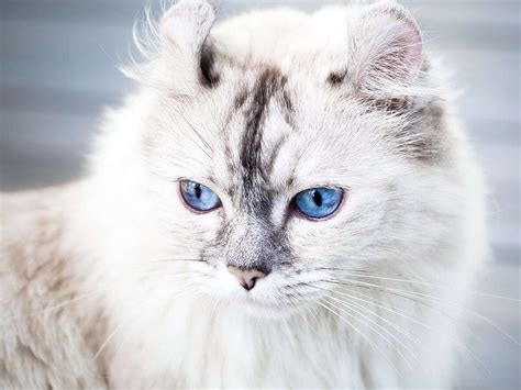 American Curl - Cat Breed Guide | Spot®