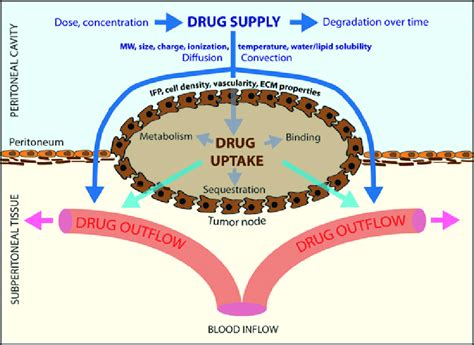 Schematic Representation Of The Drug Transport Process During