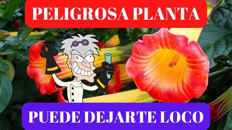 CUIDADO CON EL FLORIPONDIO Cuida tus hijos si tienes está planta