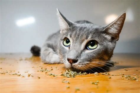 What Does Catnip Do To Cats Metlife Pet Insurance