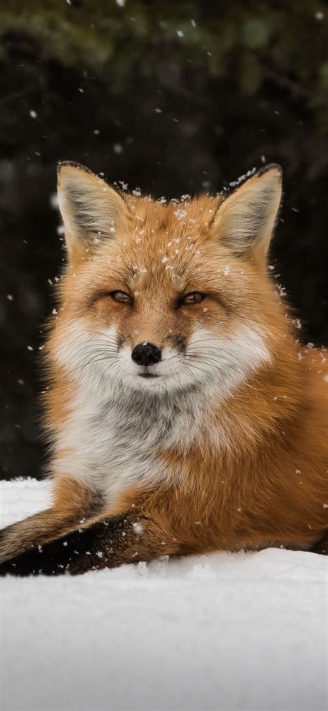 Fox Snow Wallpaper - HD Mobile Walls