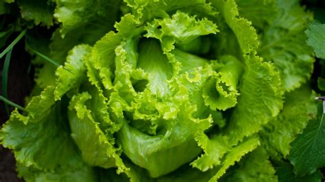 How to grow romaine lettuce? - Lettuce-Grow