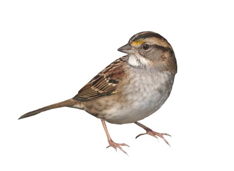 Sparrow Standing PNG Image - PurePNG | Free transparent CC0 PNG Image ...