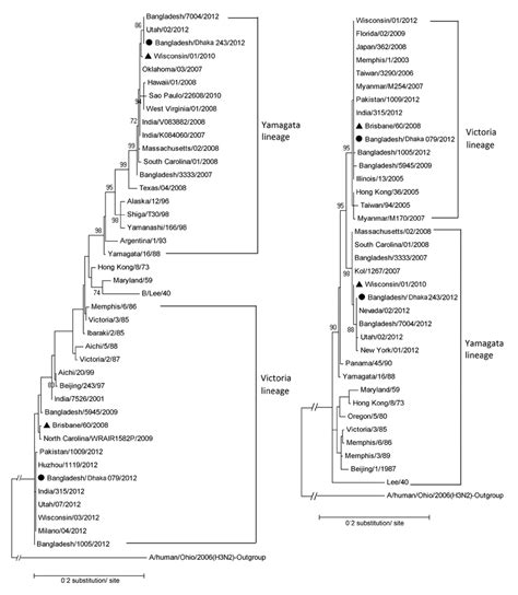 Phylogenetic Tree Of Influenza B Virus Strains The Tree Was