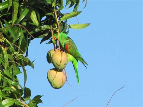 Mango loving birds - 10,000 Birds