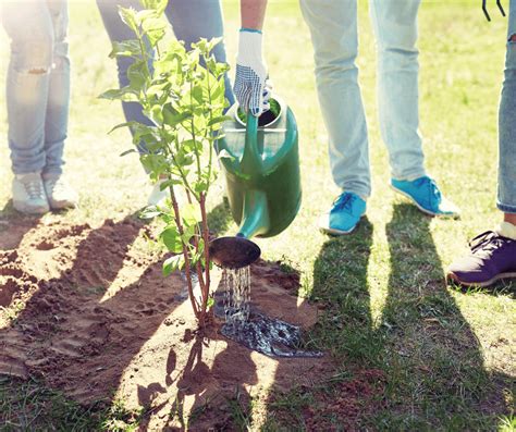 Benefits of Planting More Trees