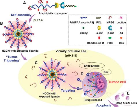 Figure 1 From Drug Delivery Systems With A “tumor Triggered” Targeting Or Intracellular Drug