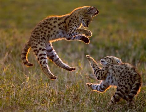 Environment In Serval Cats Serval Kitten Wild Cats