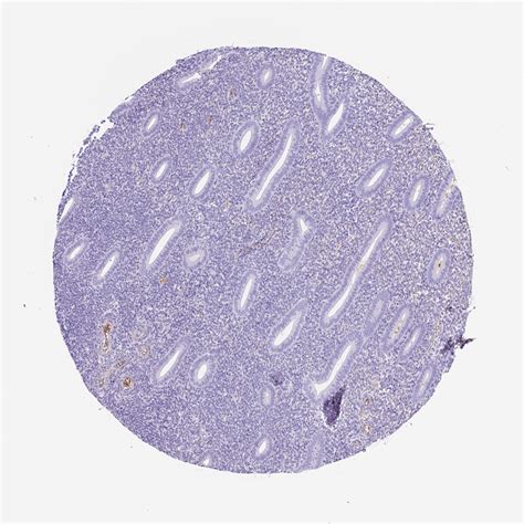 Tissue Expression Of Apoe Staining In Endometrium The Human Protein