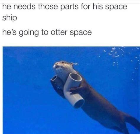 The best otter memes :) Memedroid