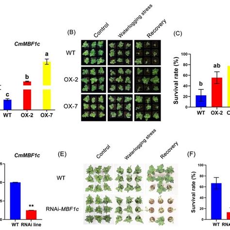 Validation Of Waterlogging Tolerance In Wt And Corresponding Transgenic Download Scientific