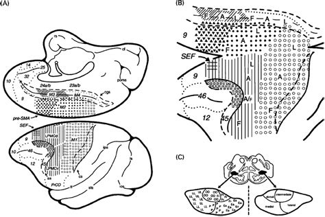 ( A ) Schematic diagrams of the medial ( top ) and lateral ( bottom )... | Download Scientific ...