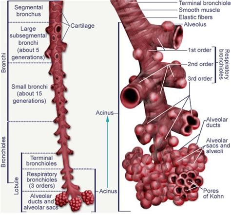 Respiratory Bronchioles Acinus