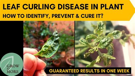 Leaf Curling Disease In Chili Pepper Capsicum And Tomato Plants How To Identify Prevent And Cure