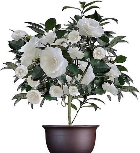 Pure White Camellia - Evergreen Shrub, 12" Tall, Attracts Bees and