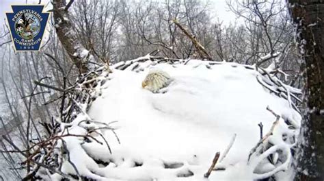 Bald Eagle Nest On Game Commission Nest Cam Close To Seeing The Eggs