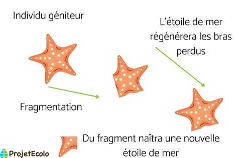 Reproduction Asexu E D Finition Modes Et Exemples