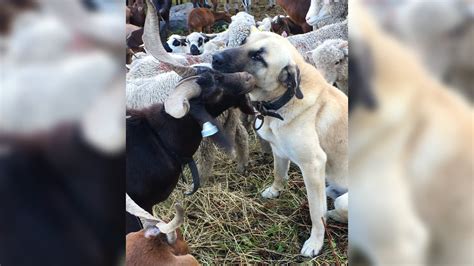 Chien De Berger Tué à Oraison Limplication Dun Chasseur Réfutée Par