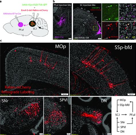 Upper Limb Orofacial Subnetworks In The SC Cl And SC L A TRIO Tracing