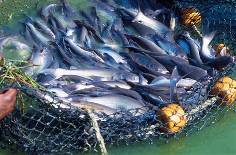 Profitable Catfish Farming Secrets For Success Kabaia Foods Inc