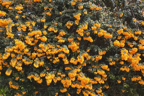 Buy Berberis Darwinii Hedge Berberis Evergreen Hedge And Evergreen Barberry