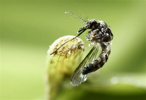 Florida Sperm Donations May Contain the Zika Virus - Newsweek