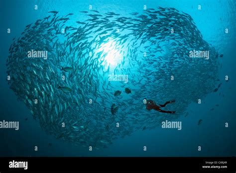 Diver Swimming With A Large Shoal Of Bigeye Trevallies Caranx Sexfasciatus In The Open Sea