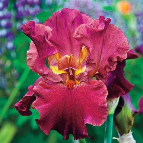 Buy Code Red Bearded Iris | Sun Perennials Sale | Breck's