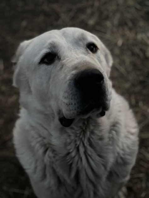 I love this dog 🔫Wick ️... - Ascent Central Asian Shepherds