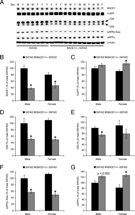 Effects of BACE1 haploinsufficiency on APP processing and Aβ