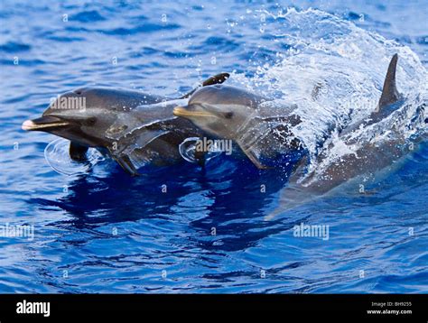 Pantropical Spotted Dolphins Stenella Attenuata Big Island Kona