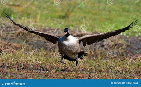 Canada Goose Mouth Open Incoming Stock Image Image Of Grass Wetland