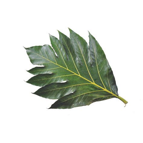 Jual Daun Sukun Segar Kg Shopee Indonesia