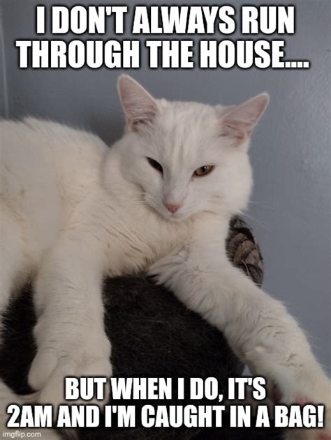 Sassy Cat Meme