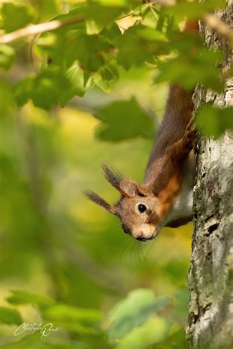 Ecureuil Roux Sciurus Vulgaris Domaine Des Oiseaux Ari Flickr