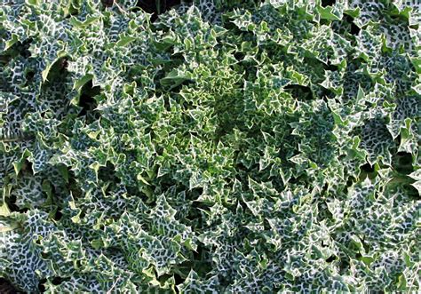 Silybum Marianum Variegated Thistle Cabi Compendium