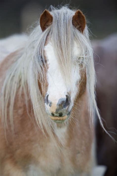 Horse Facial Markings And What They Mean